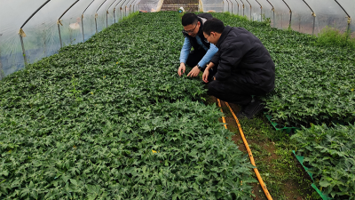 木瓜種植季——蛋白酶源頭守護品質，鑄就酶好未來